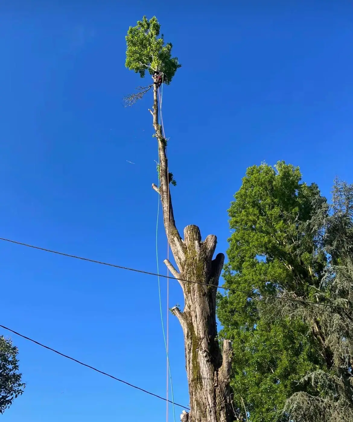 Réalisation élagage