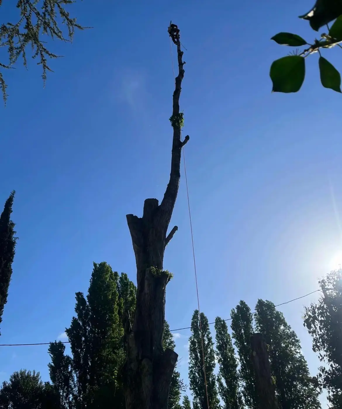 Réalisation élagage