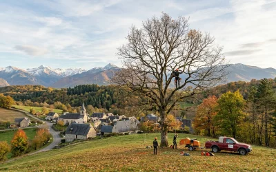 Quand élaguer un arbre ? Guide par saison et essence