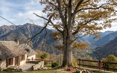 Élaguer un arbre dangereux : pourquoi agir vite