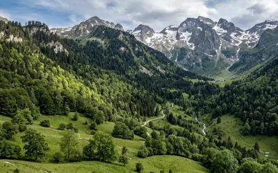 Essences d&rsquo;arbres des Hautes-Pyrénées : guide par altitude