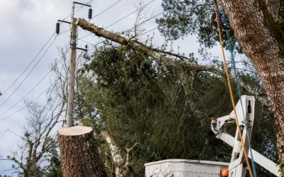 Abattage près d’une ligne électrique : ce qu’il faut faire