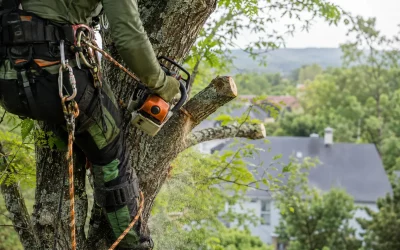 Élagage en hauteur : comment se déroule l’intervention ?