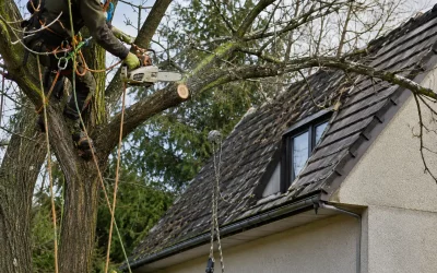 Élaguer un arbre proche d’une maison : guide et précautions