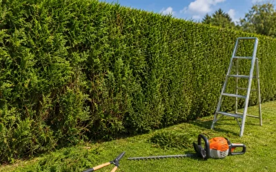 Haie de thuya : comment la garder dense et bien entretenue