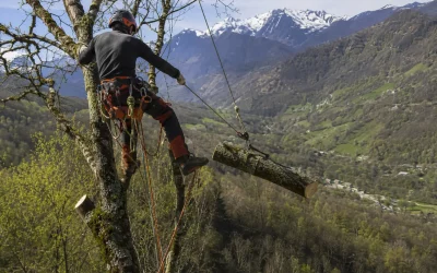 Élagage en montagne : pourquoi les tarifs sont-ils plus élevés ?