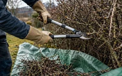Haie défensive épineuse : entretien et sécurité