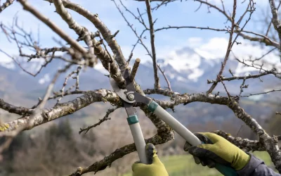Calendrier taille des arbres : quand intervenir ?