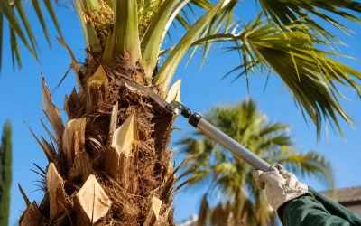 Élagage palmier : conseils et prix pour bien tailler