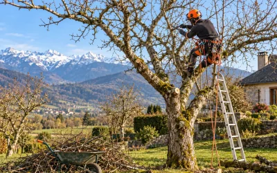 Élagage fruitier : ce qui fait grimper le prix